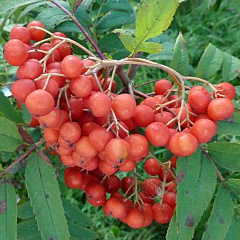 Рябина "Бусинка"