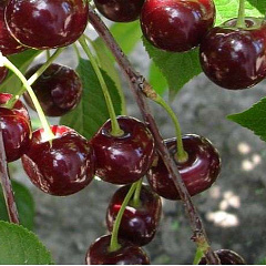 ДЮК "Ксения"