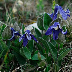 Клематис "Интегрифолия" (Integrifolia) ИХ